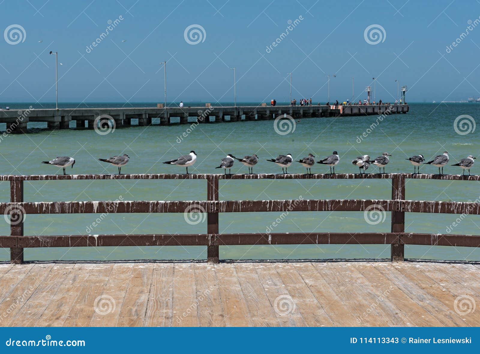 royal tern thalasseus maximus at the seaside promenade of progreso, yucatan, mexico