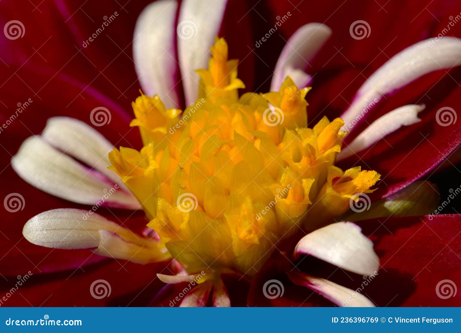 Royale Purple Dahlia Flower 24 Stock Image Image of wildflower
