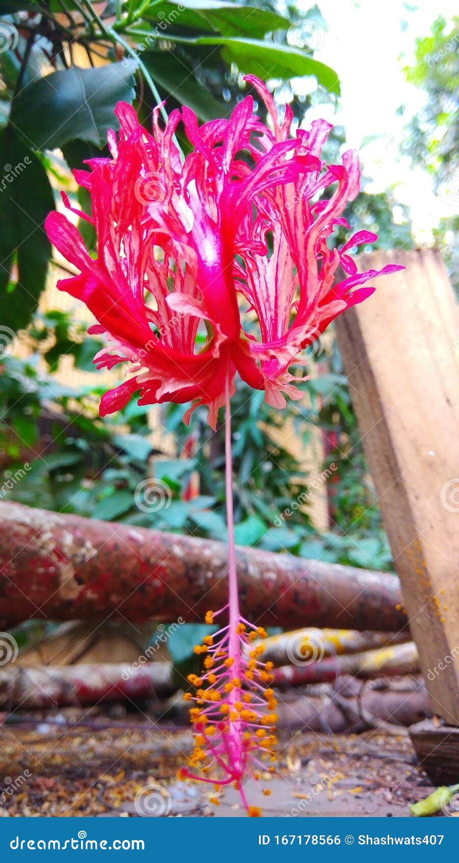 potlood veer Universiteit Roze bloem ondersteboven stock foto. Image of hangen - 167178566