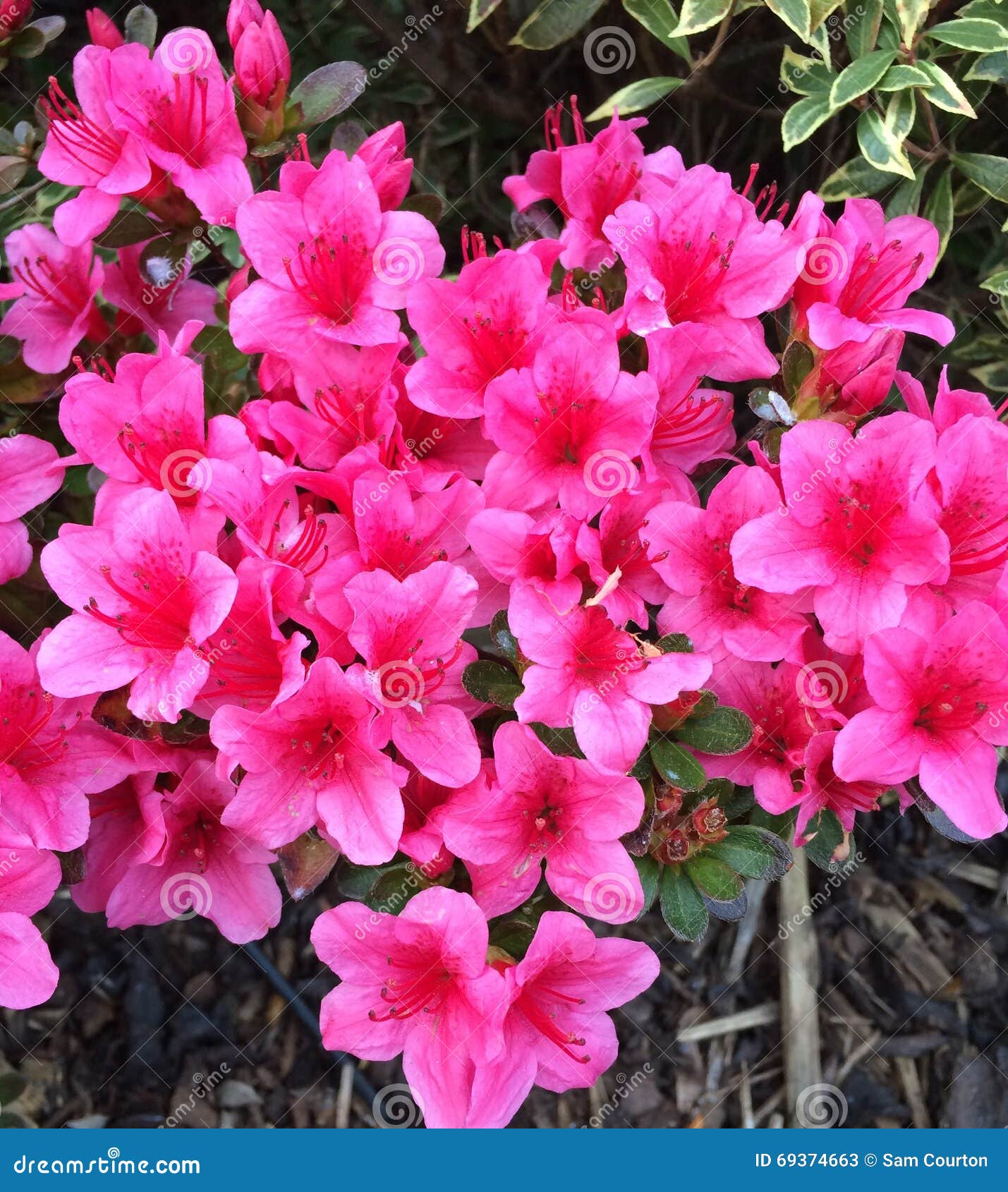 Goede Roze Bloemen Buiten Mijn Voordeur Stock Afbeelding - Afbeelding WD-36