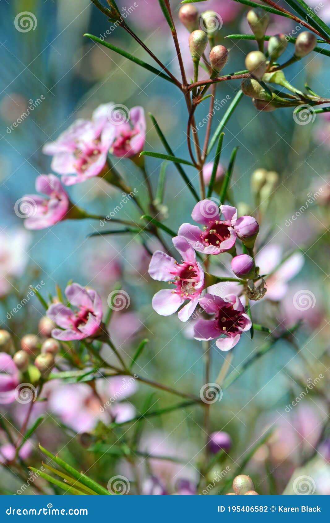 Roze Bloemen De Australische Geraldton Wax Cultivar Cwa Roze Stock Foto - Image ruimte, naturalness: 195406582