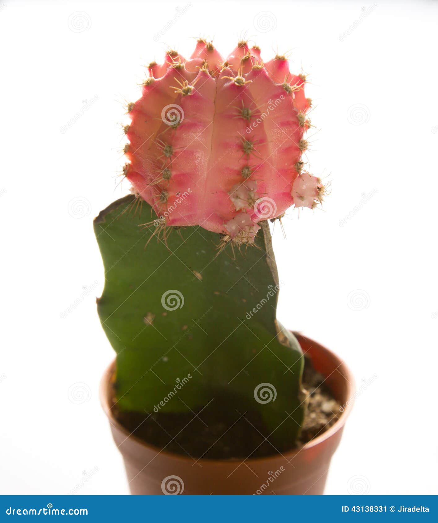 regiment Wennen aan Verliefd Roze Cactus in Pot stock afbeelding. Image of scherp - 43138331