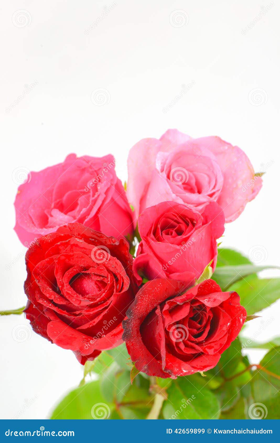 Leuke roze en rode geïsoleerde rozen