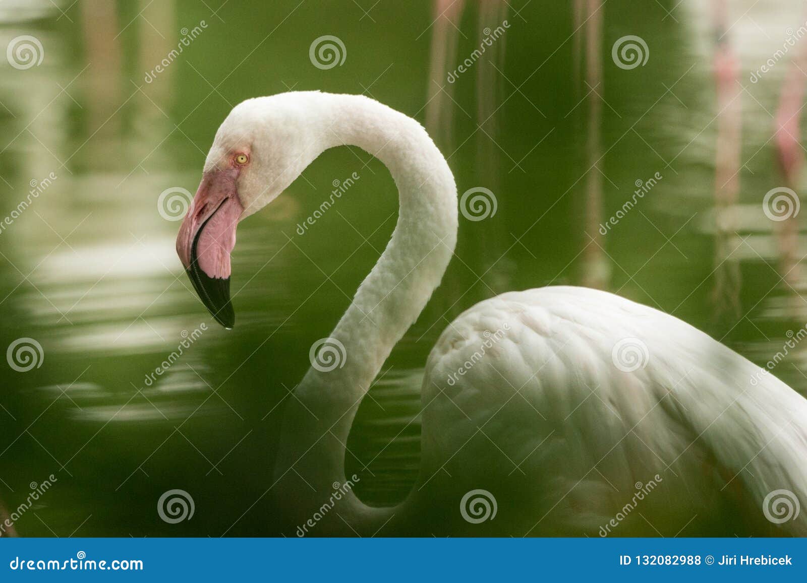 De roze flamingo bij de dierentuin, solo phoenicopterus van het flamingoportret, mooie witte rozeachtige vogel dichtbij vijver, watervogel in zijn milieu, sluit omhoog portret, vogel met grote beake