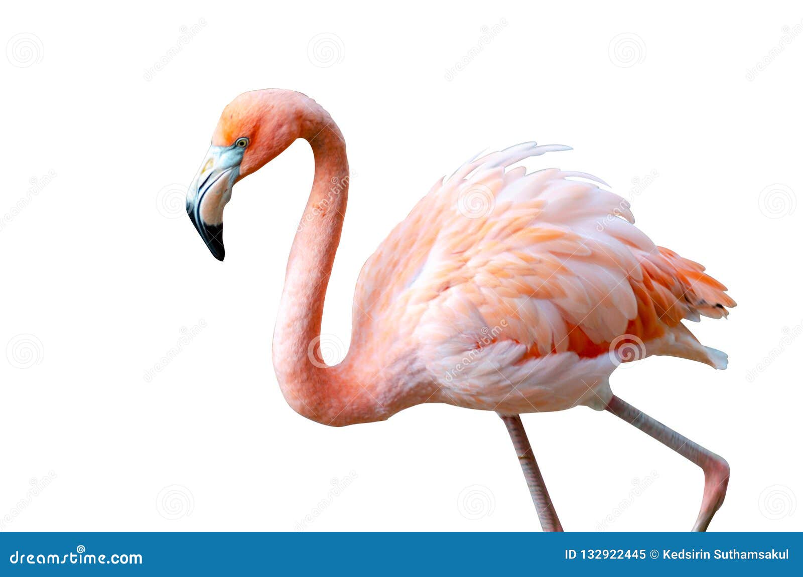 Nucleair verraad Nadenkend Roze Flamingo Op Witte Achtergrond Stock Afbeelding - Image of roze,  flamingo: 132922445