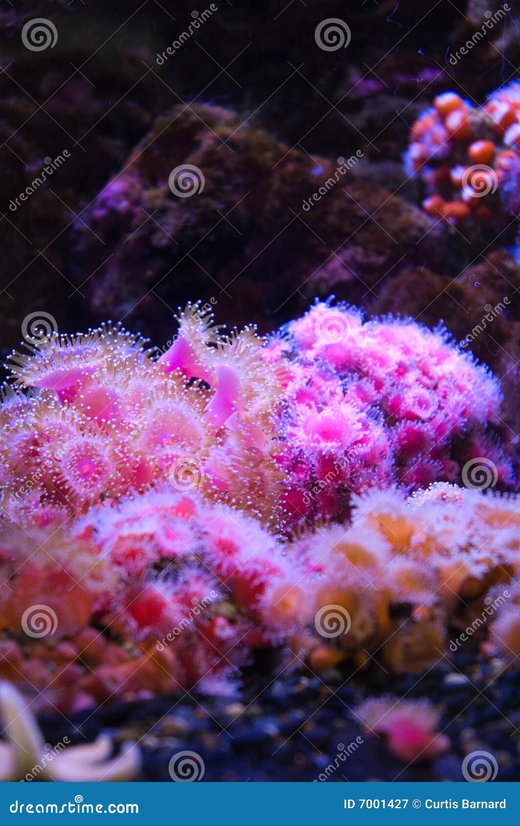 Roze stock afbeelding. Image of koraal, aquarium - 7001427