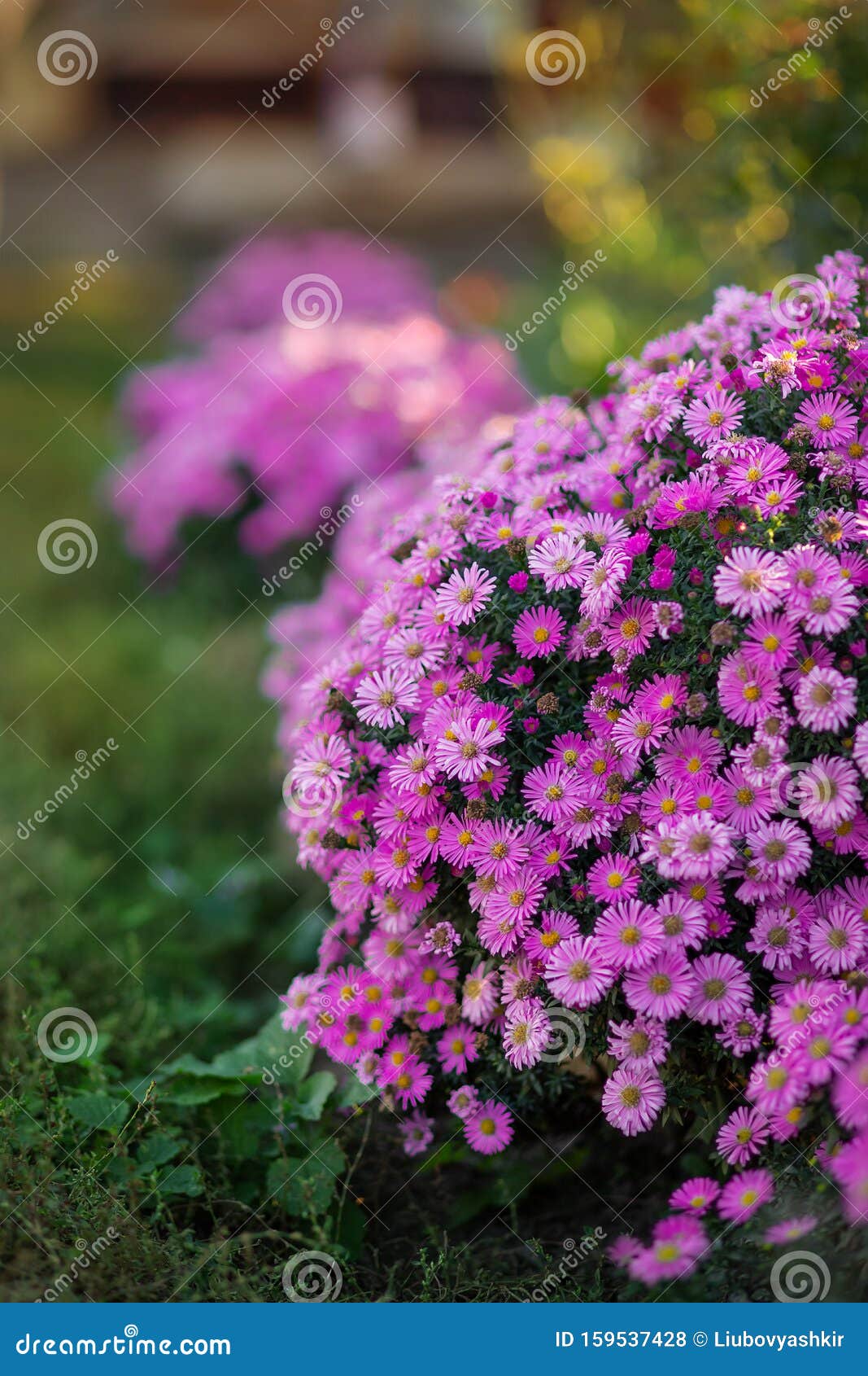 Besparing overschot Azië Roze Paarse Bloemen, Een Bouquet, Een Grote Struik Chrysanten Gemaakt Van  Madeliefjes Stock Foto - Image of mooi, hoofd: 159537428