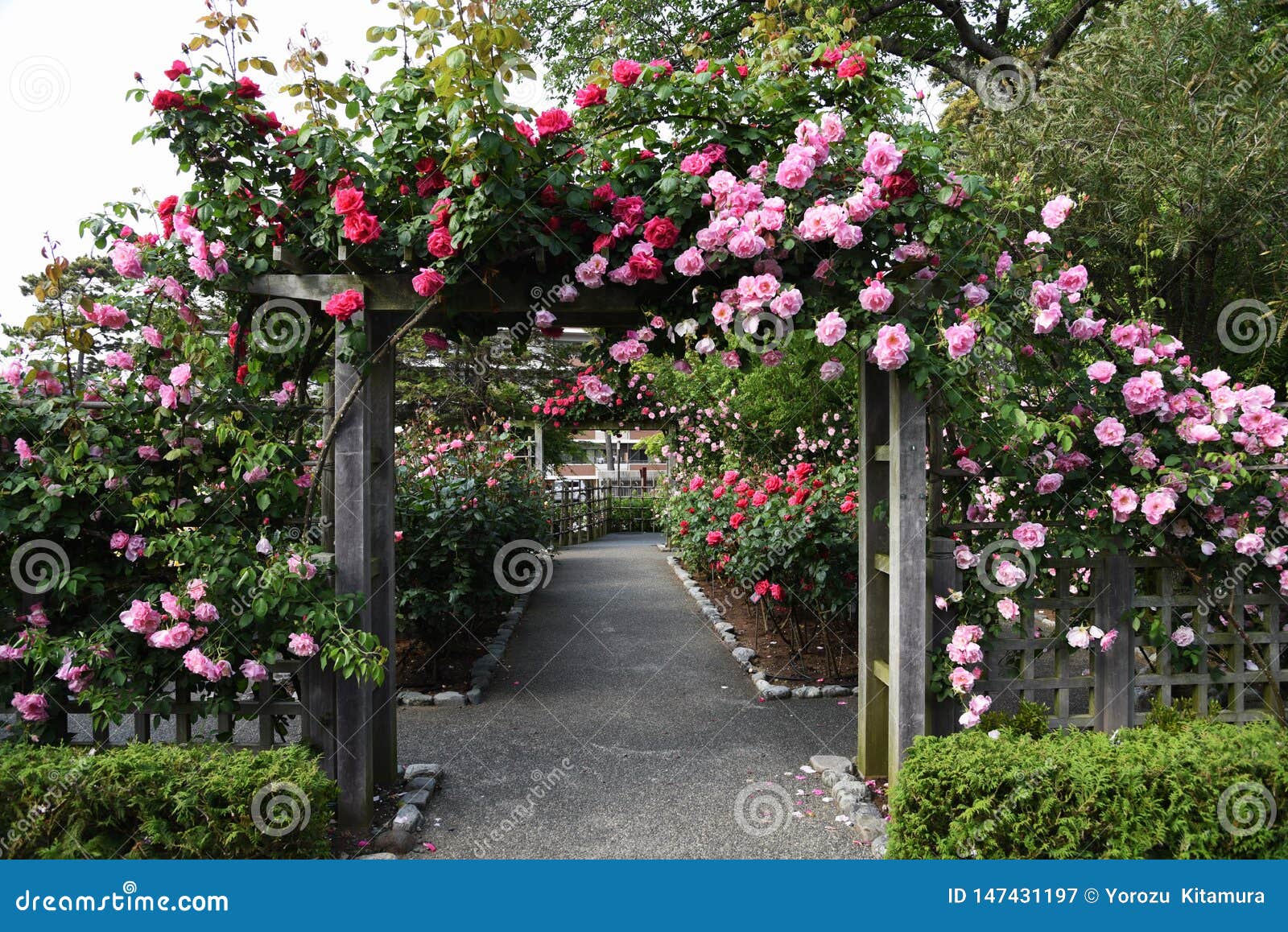 Rozen in de tuin stock afbeelding. of park -