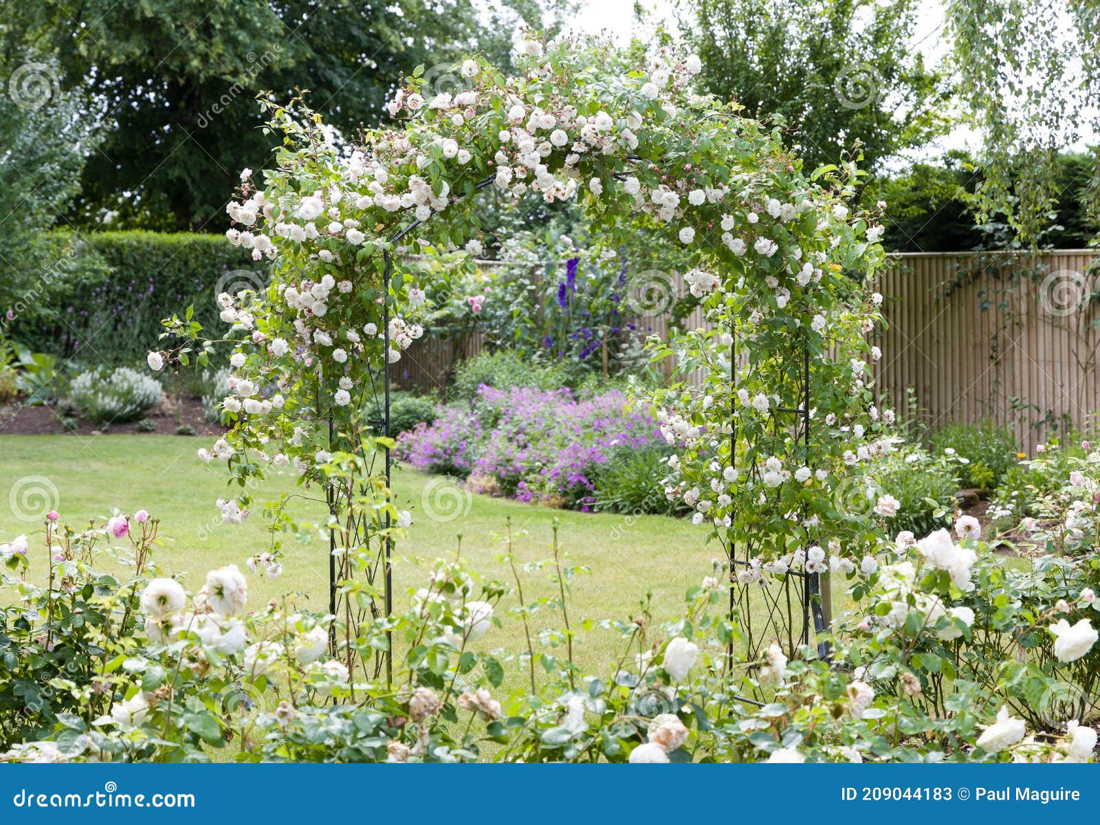 min grond hack Rozen En Rozenboog in Een Britse Tuin Stock Afbeelding - Image of veel,  gemodelleerd: 209044183