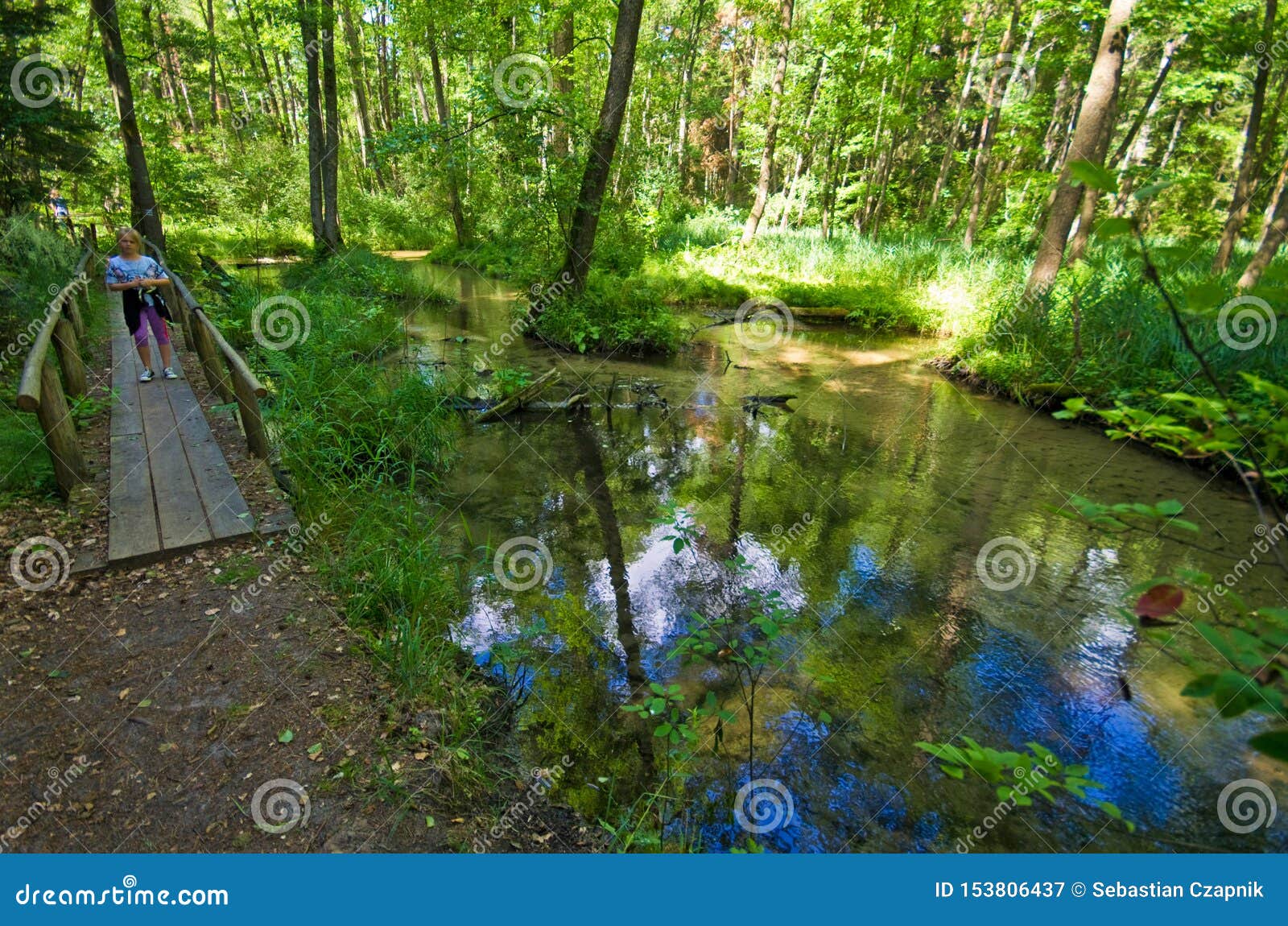 roztocze poland, woods and forests wide angle