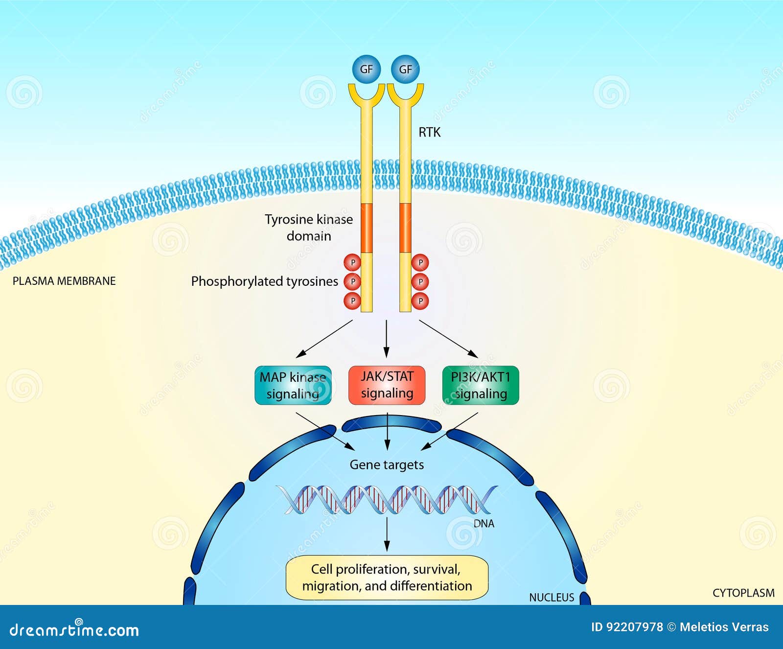rtk signaling pathway