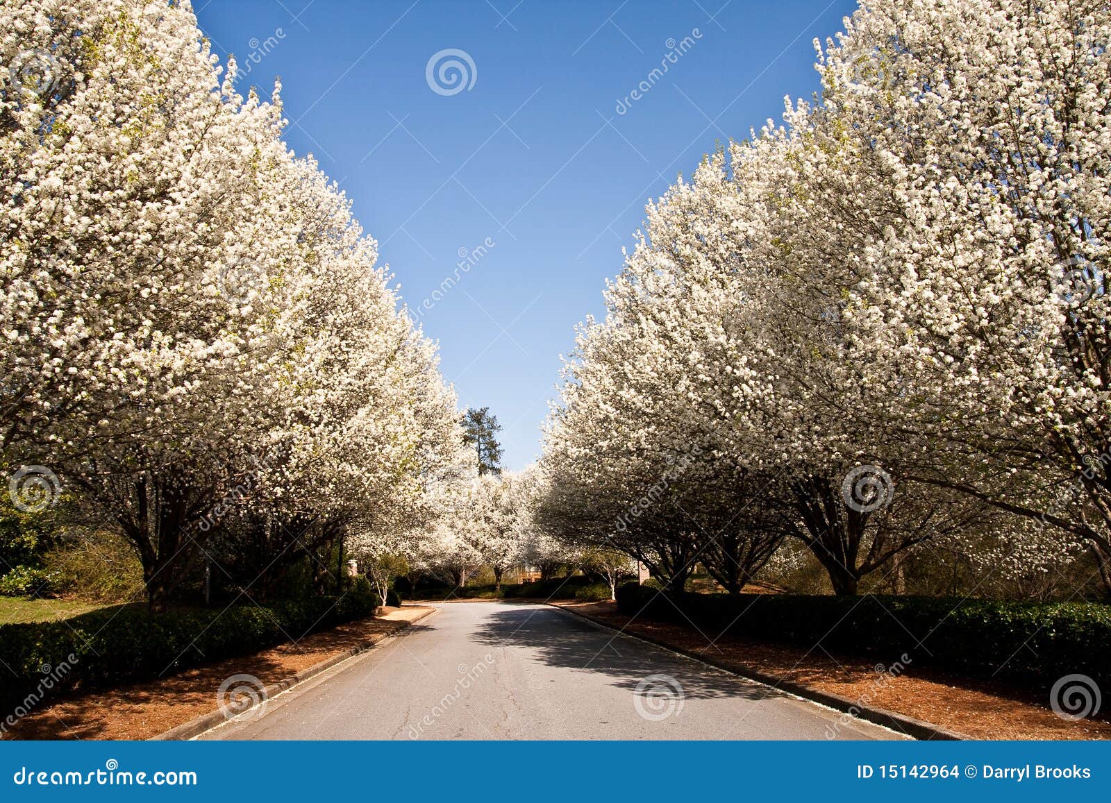 Rua alinhada árvore. Uma rua alinhada com as árvores de pera de florescência