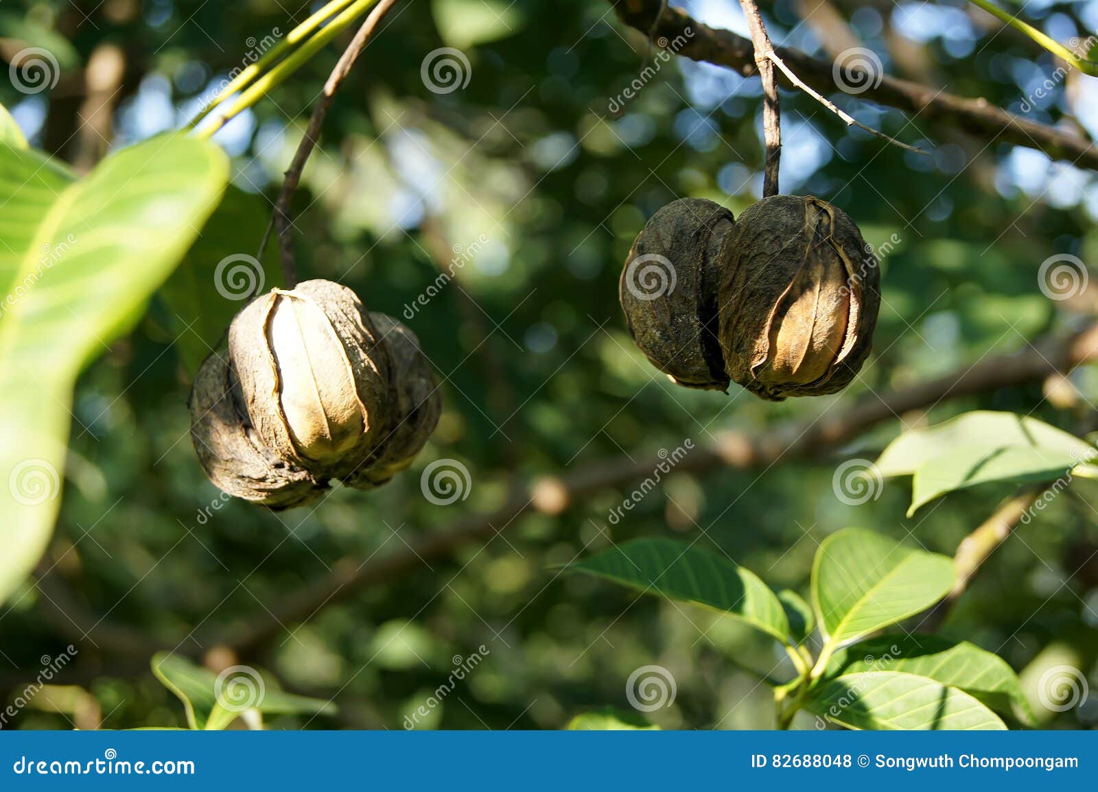 Rubber Ball is on a Rubber Tree Stock Photo Image of milk, natural