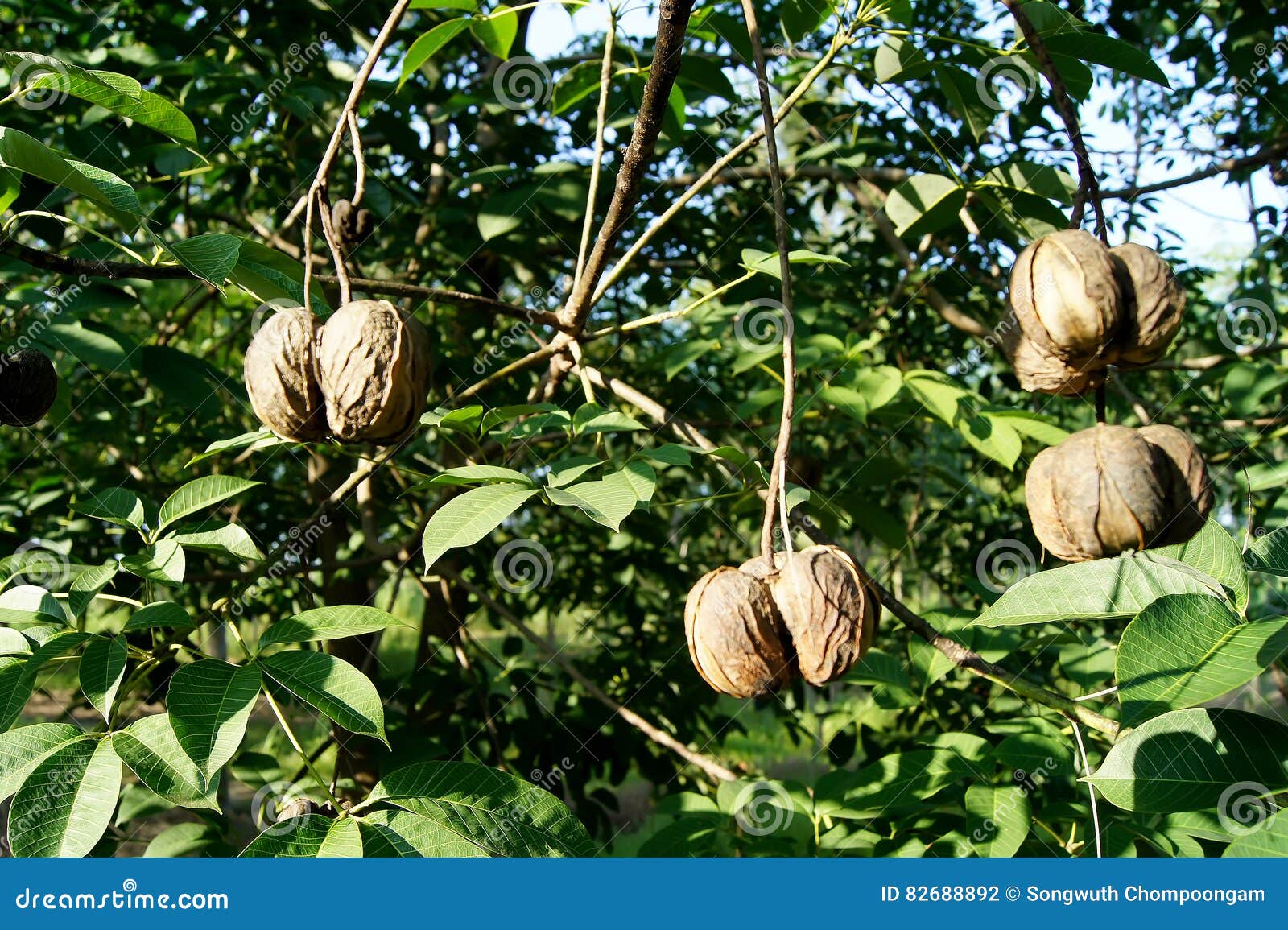 Rubber Ball is on a Rubber Tree Stock Photo Image of fresh, botany