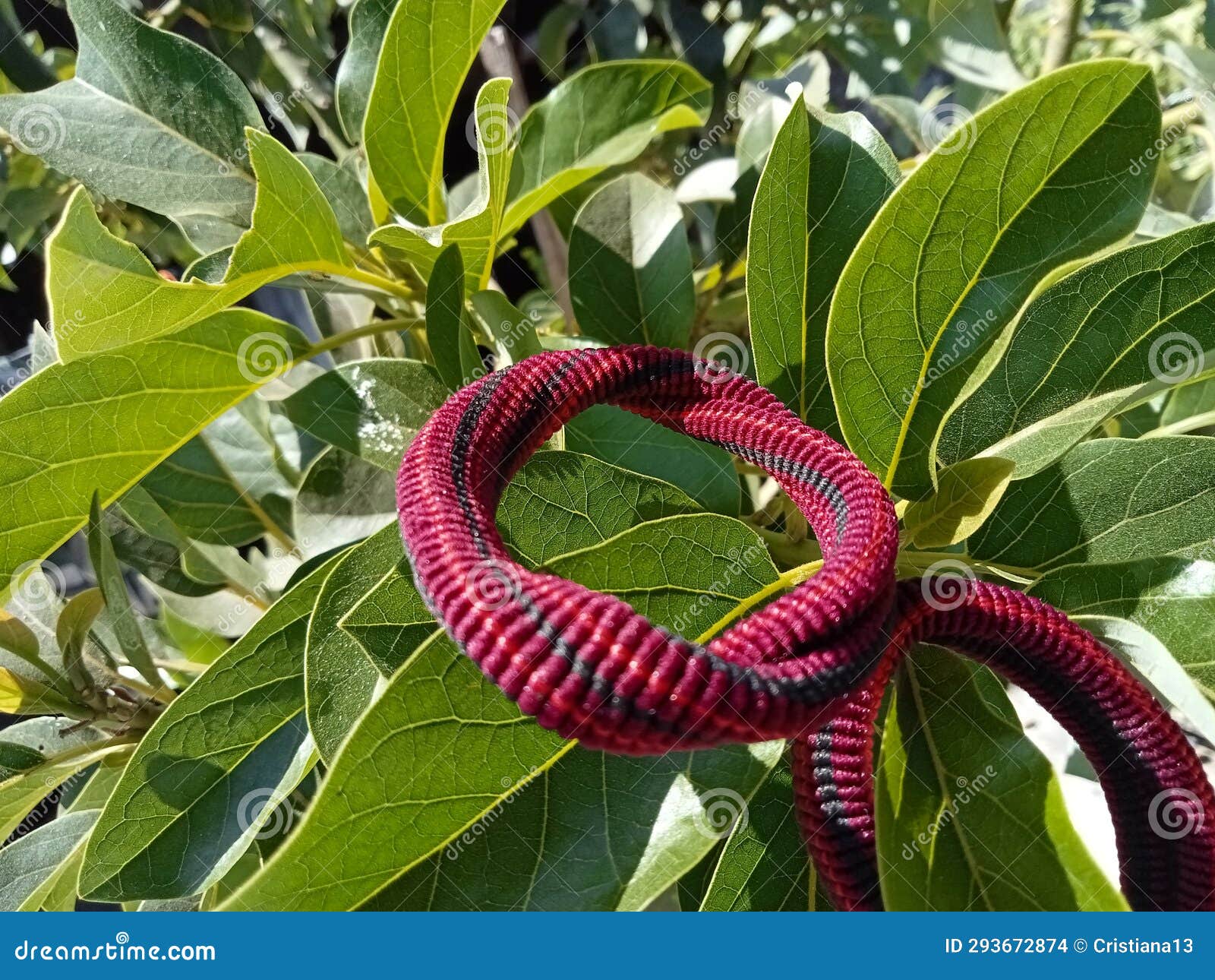 Rubber Band that Hangs on Tree Stock Photo Image of band, rubberband