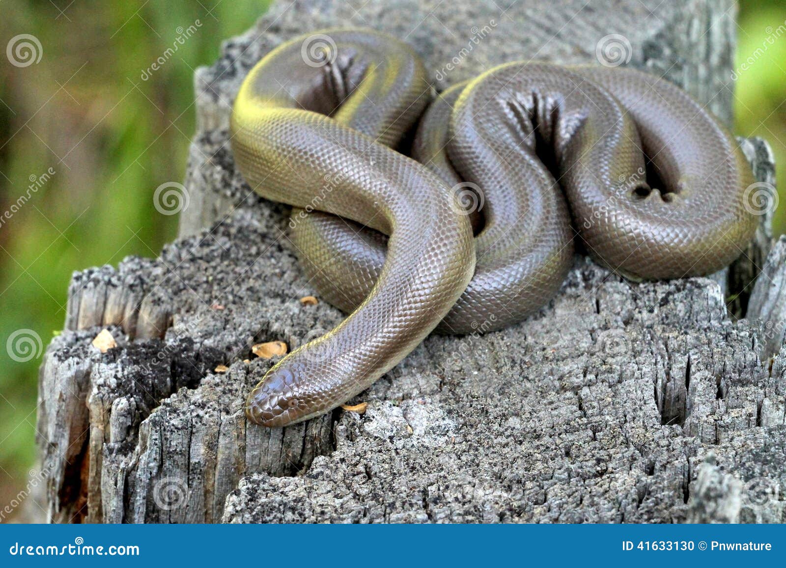 Rubber Boa Charina Bottae Stock Photo Image of outdoors, wildlife