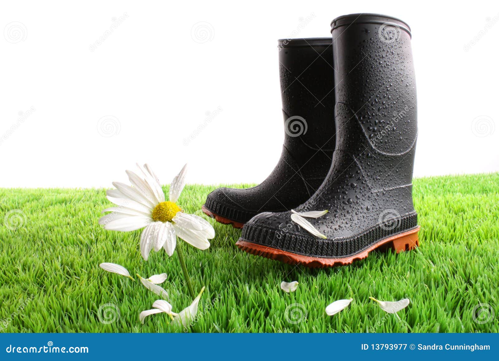 Rubber Boots with Daisy in Grass Stock Image - Image of cultivated ...