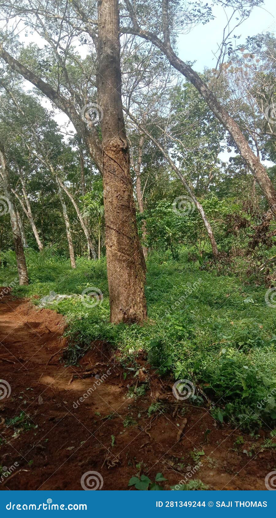 Rubber in kerala stock photo. Image of kerala, natural 281349244