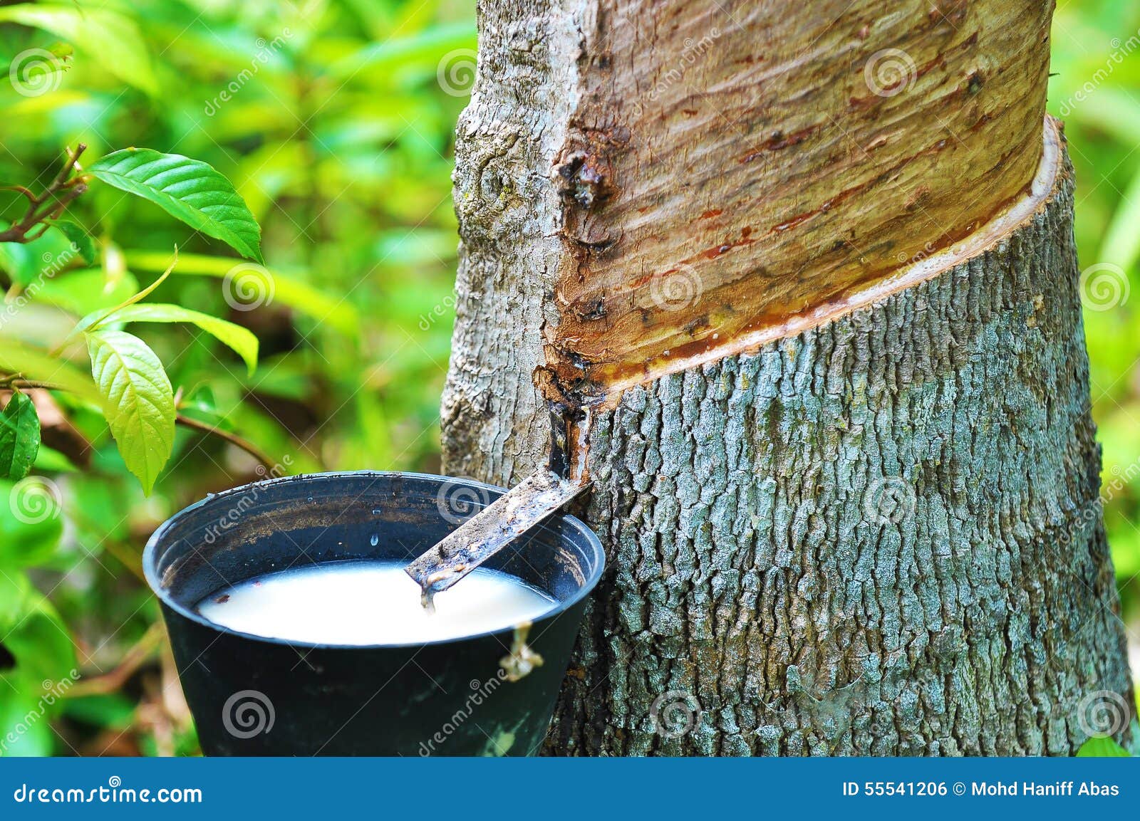 rubber latex of rubber tree