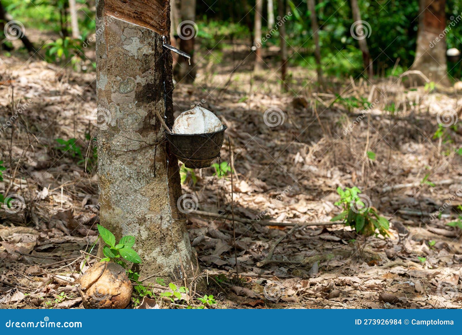 Rubber Latex of Rubber Tree Stock Photo Image of thailand, tree