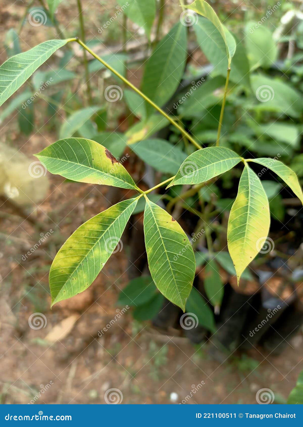 Rubber Leaves are Leaf Spot Disease. Stock Image Image of plants