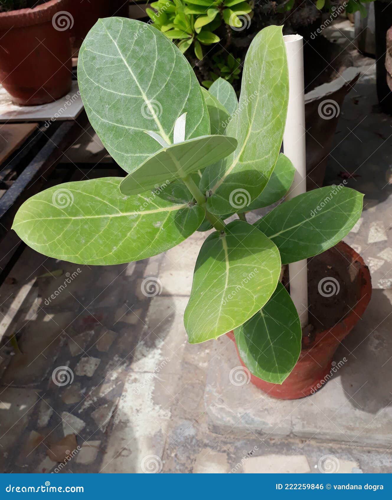 Rubber Plant Growing Lushly Stock Photo Image of wildflower, rubber