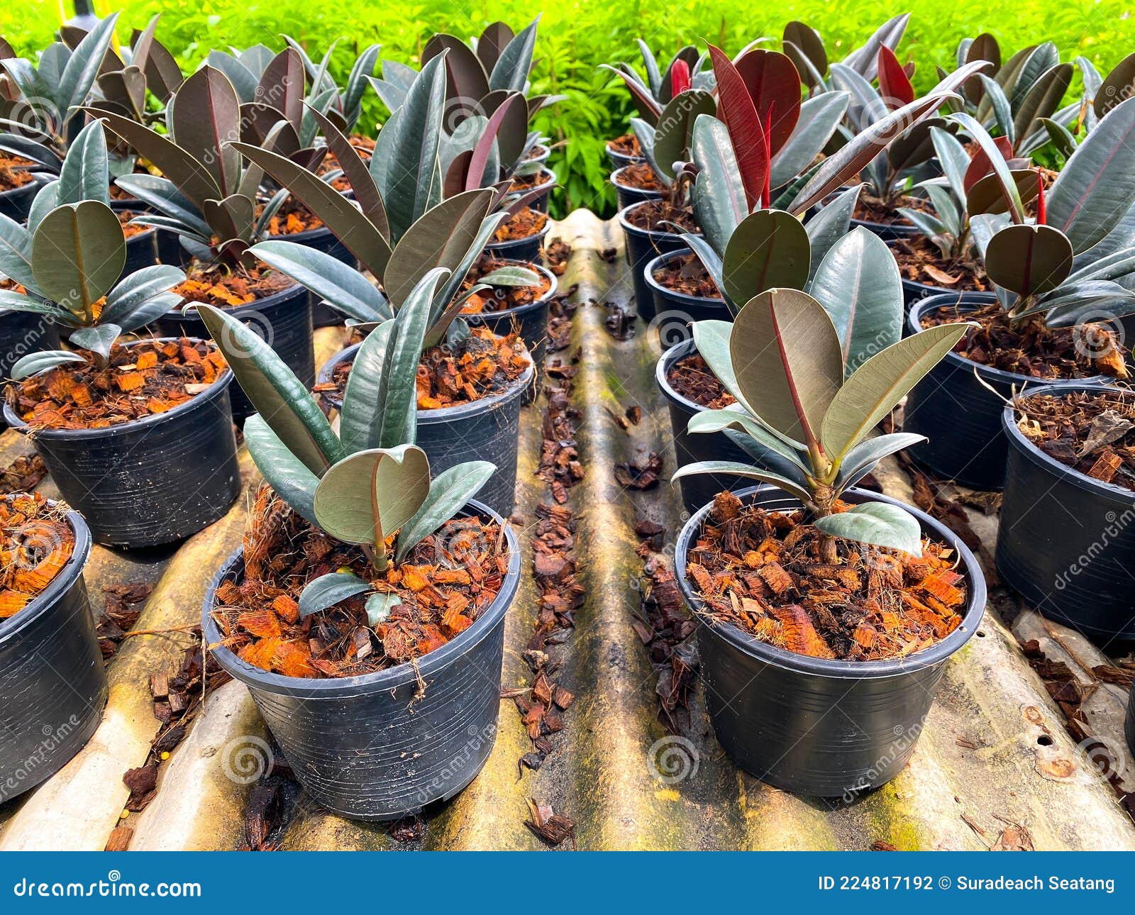 Rubber Plant for Sale in the Plant Market Stock Photo Image of garden