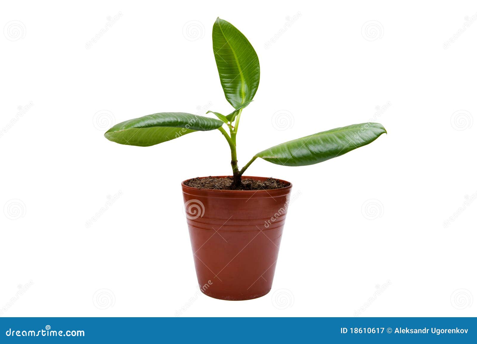 Rubber plant on white stock image. Image of flower, foliage 18610617
