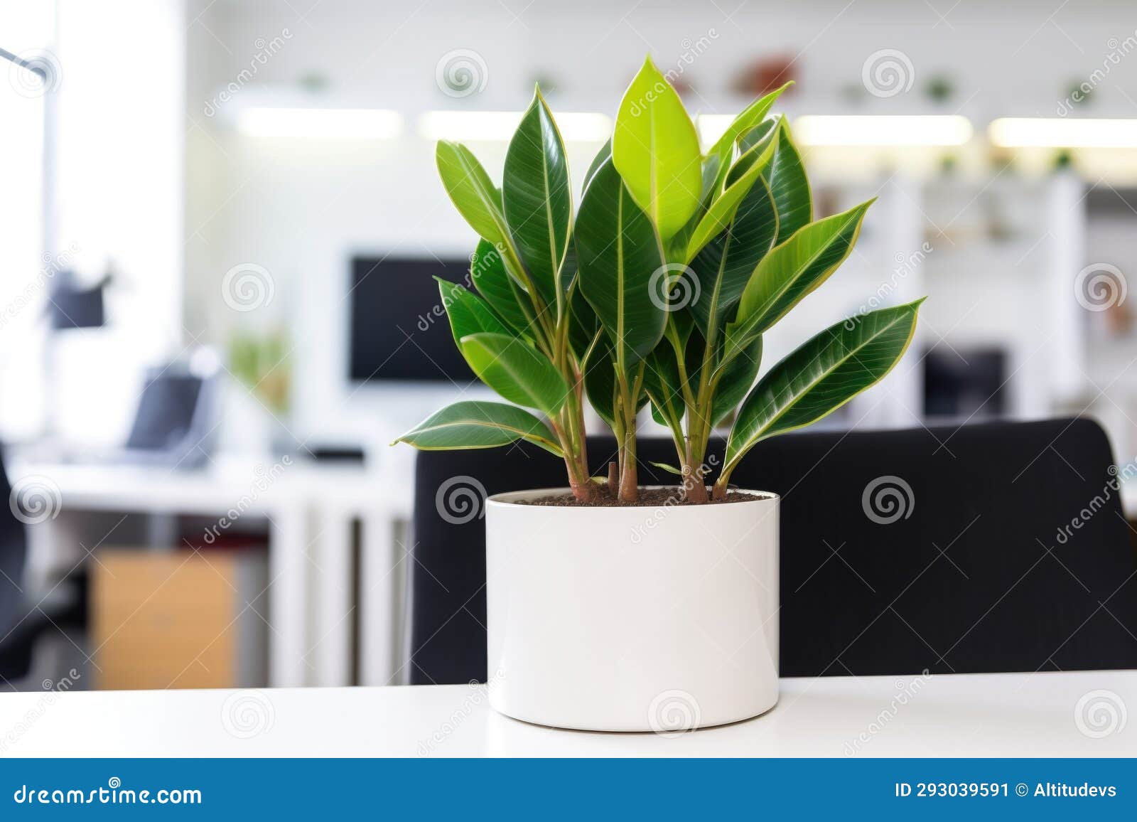 Rubber Plant in a White Pot in Office Environment Stock Image Image of generative, nature