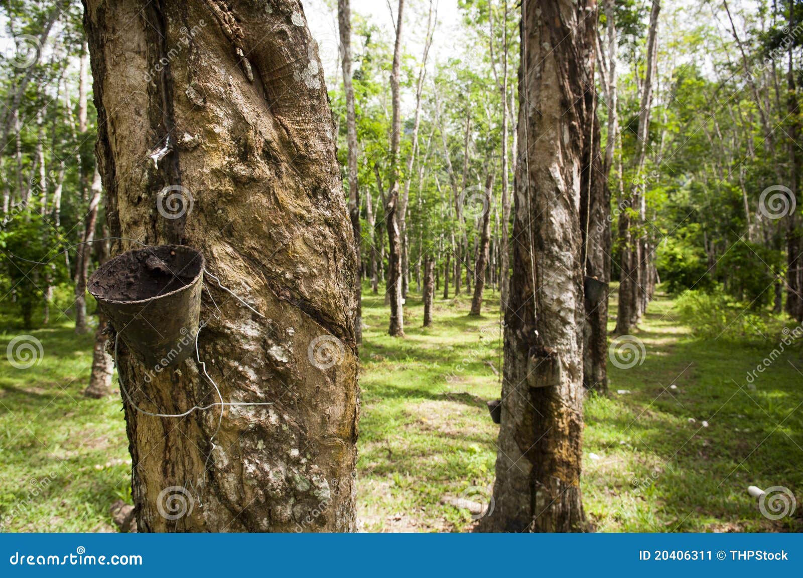 Rubber Plantation stock image. Image of natural, langkawi 20406311