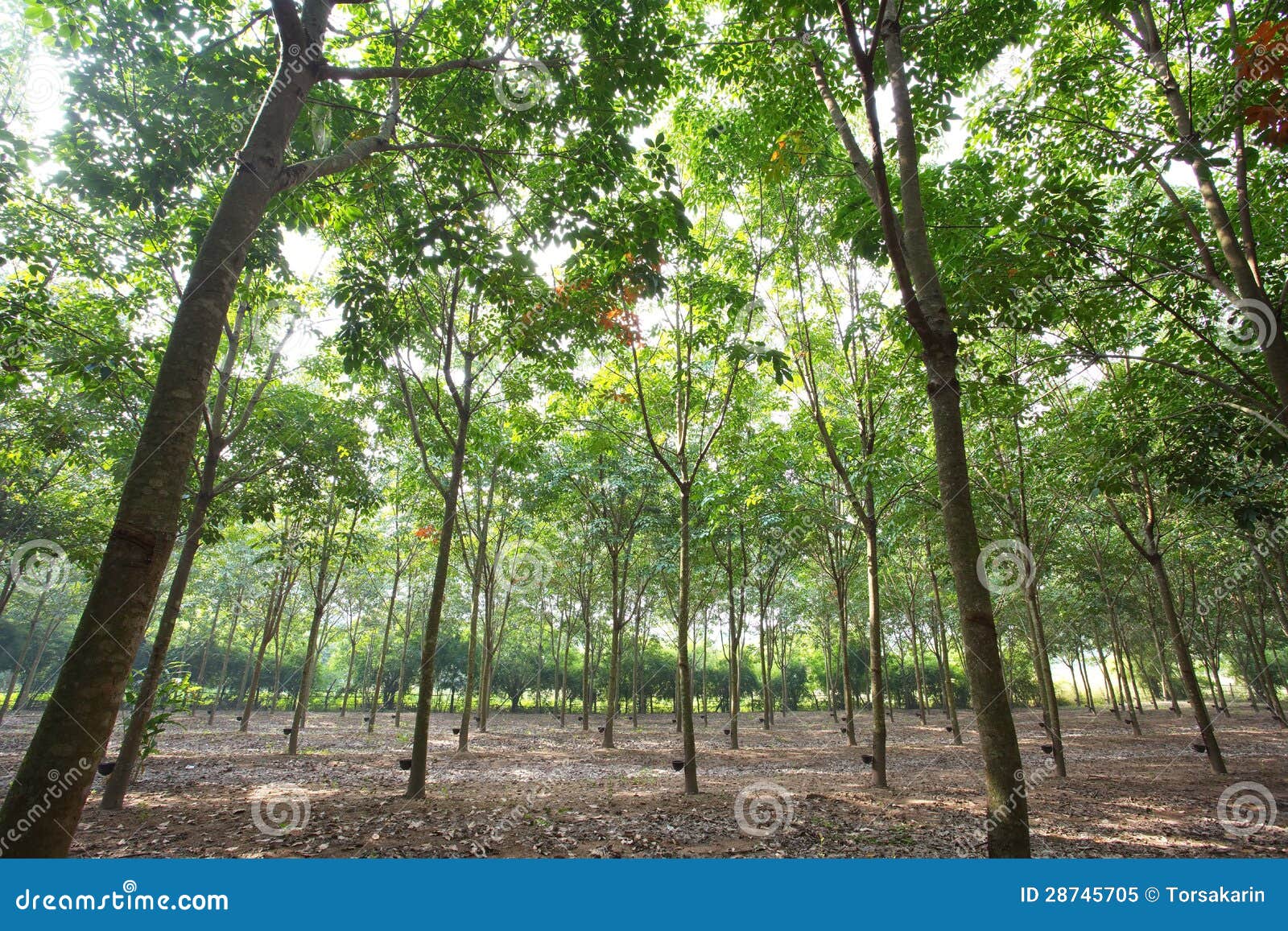 Rubber Plantation stock image. Image of fresh, industrial 28745705