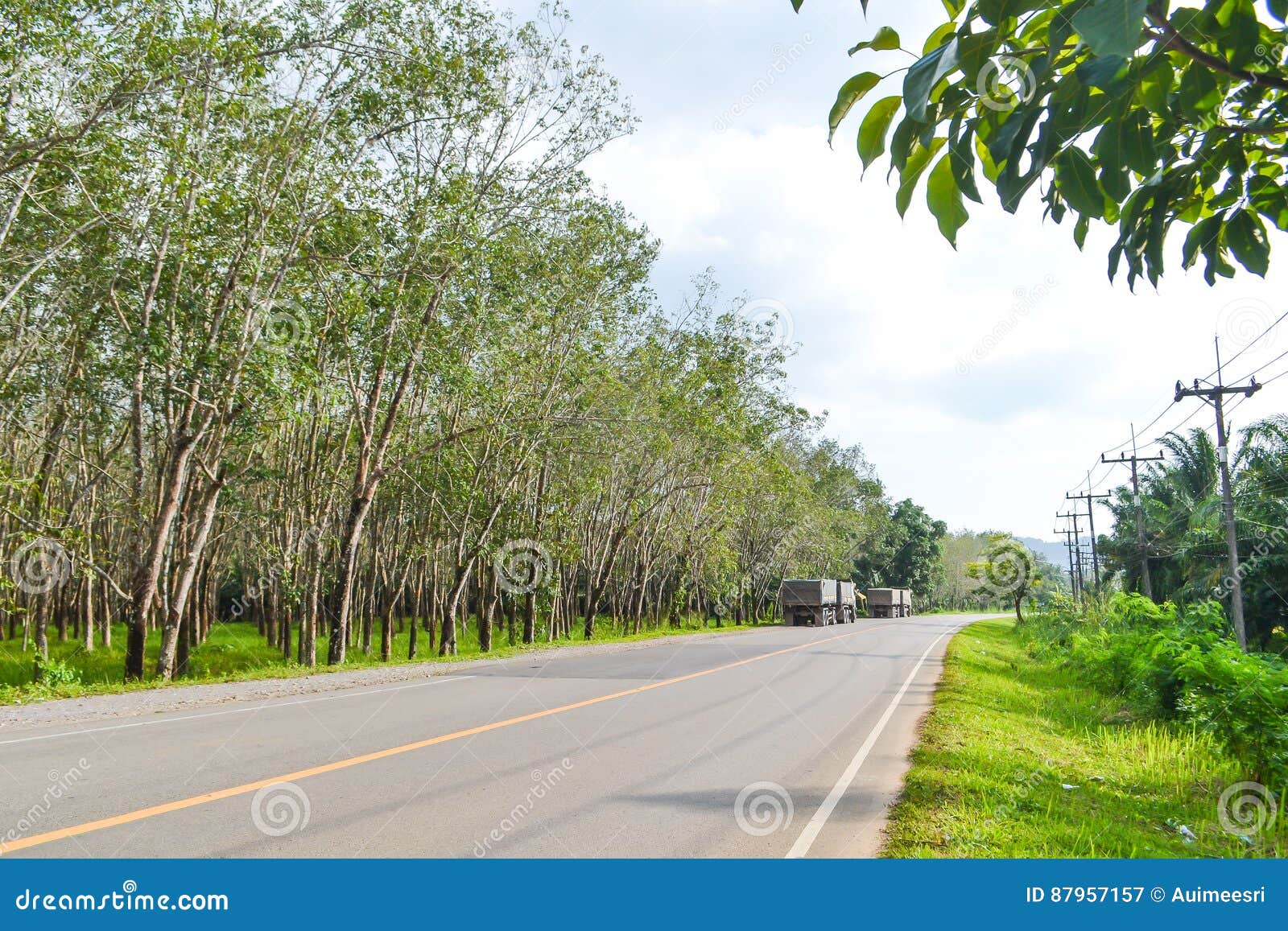 Rubber plantation stock image. Image of phuket, material 87957157