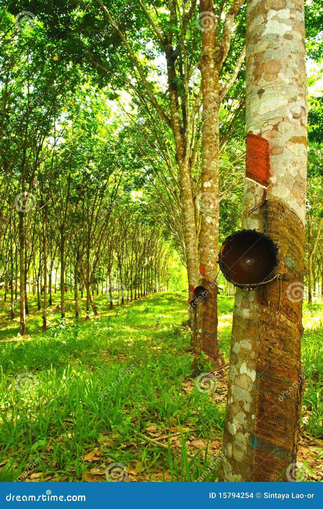 Rubber Plantation RoyaltyFree Stock Photo 44307105