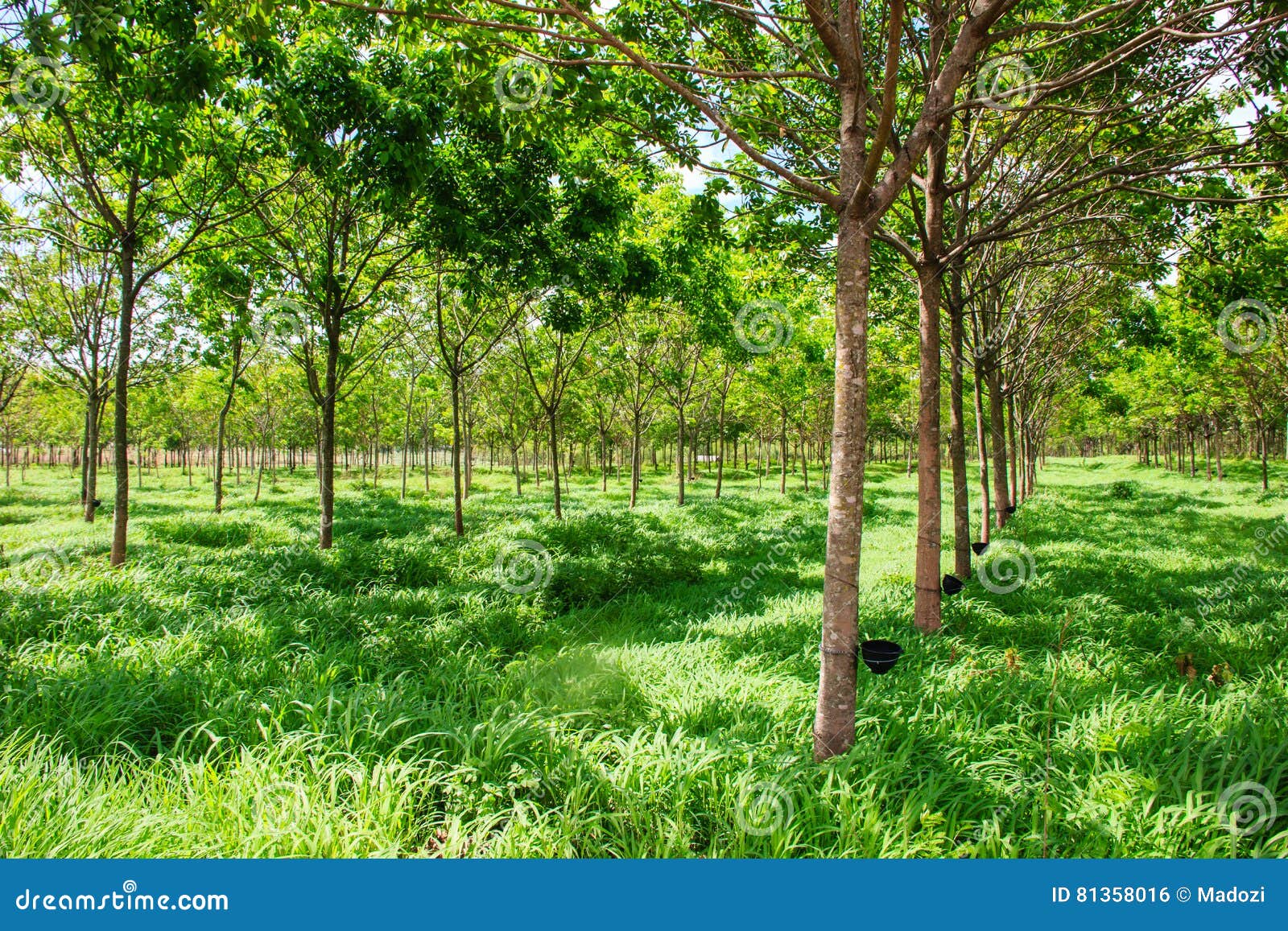 Rubber plantation tree stock photo. Image of natural 81358016