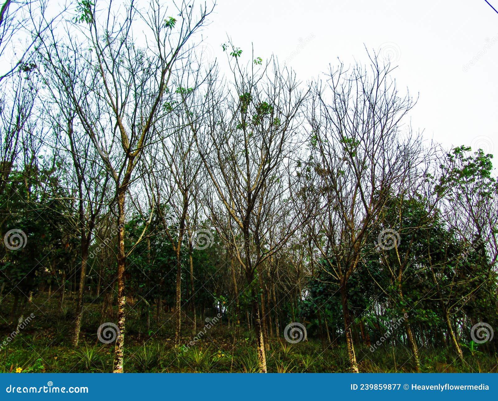 Rubber Plantation , Rubber Trees Stock Image Image of branch