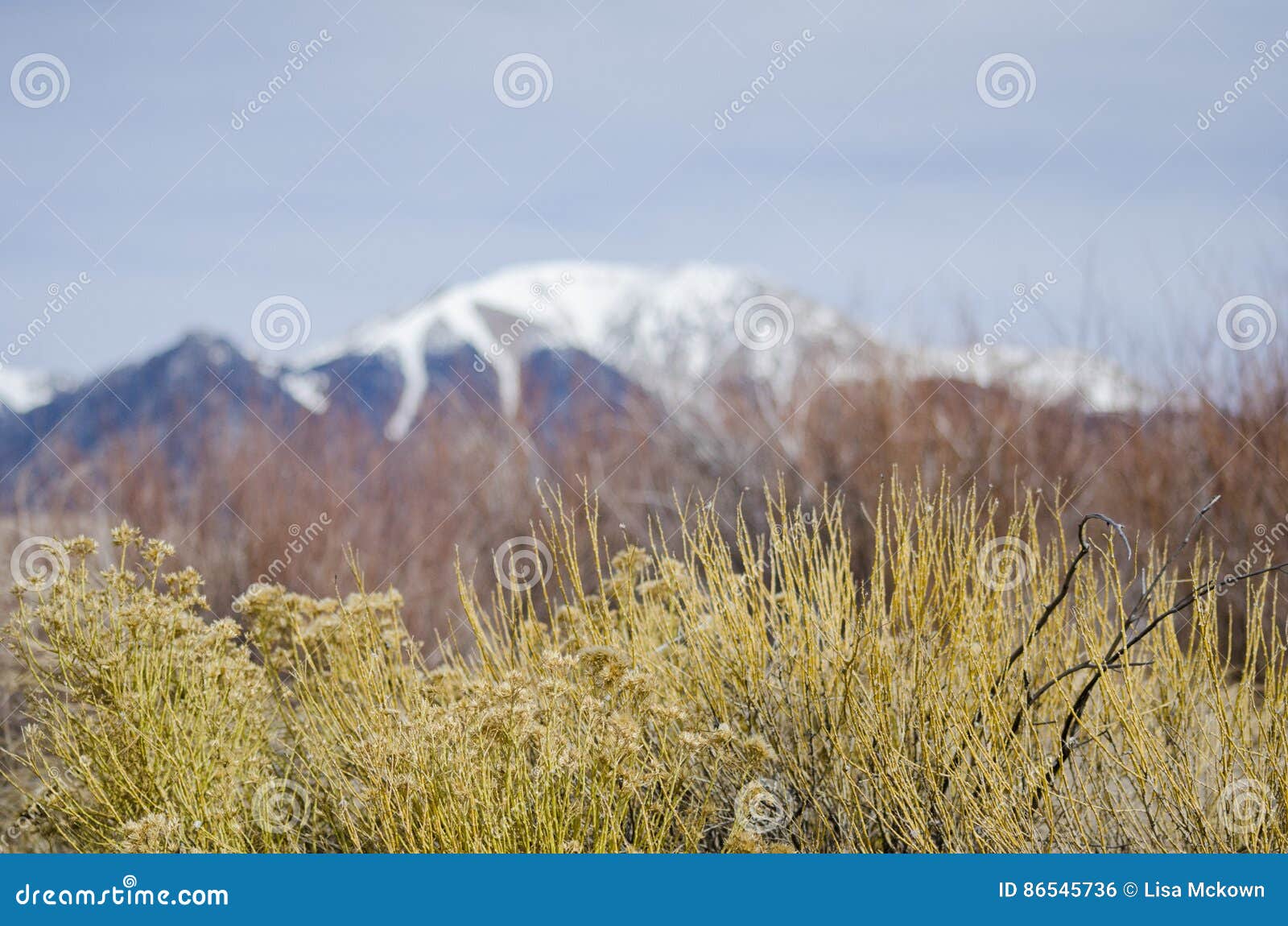 rubber rabbit brush plants with the alpine peaks of the sangre de cristo mountains in background