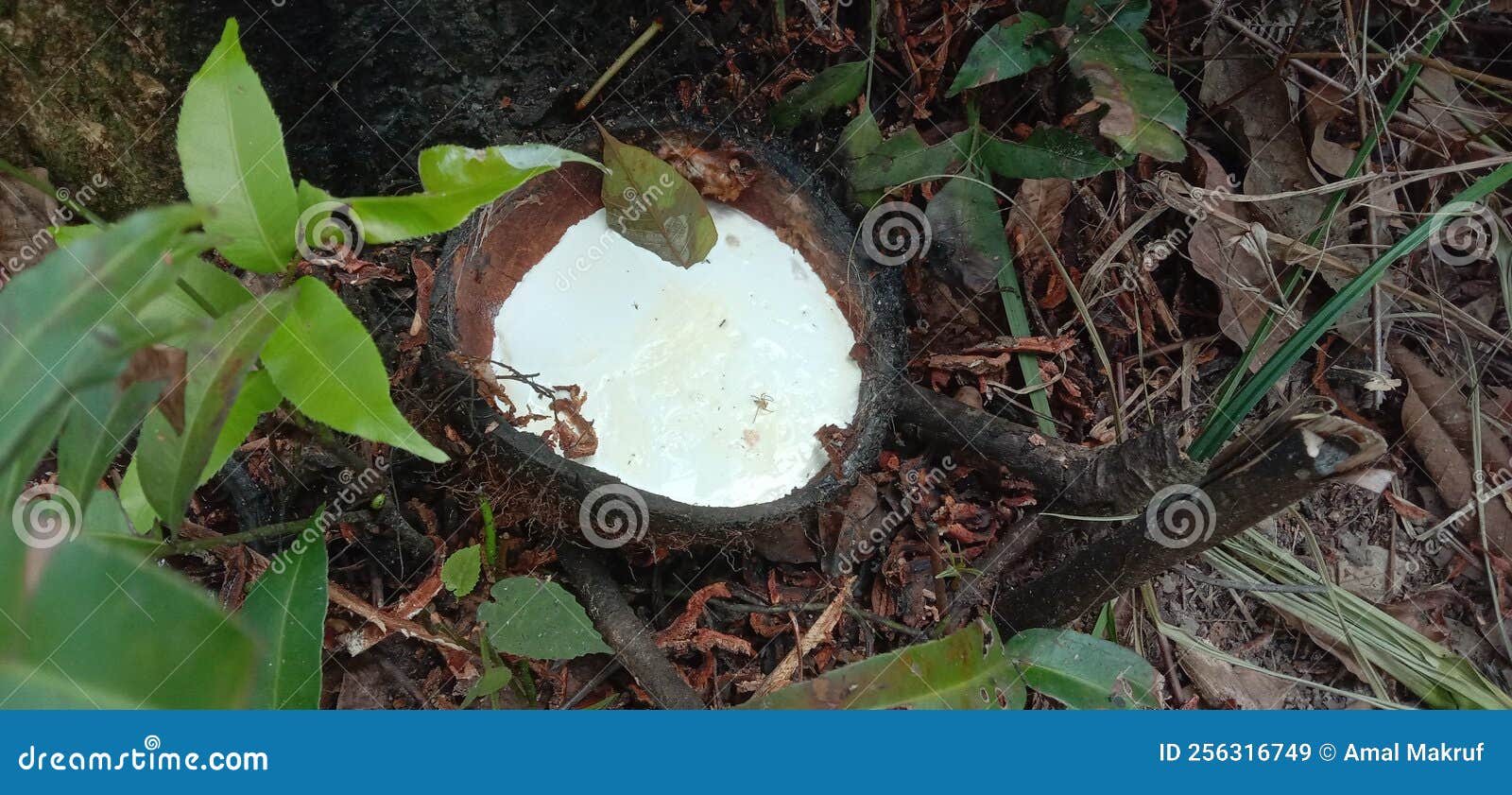 Rubber Raw Material Storage Stock Image Image of tyre, equipment
