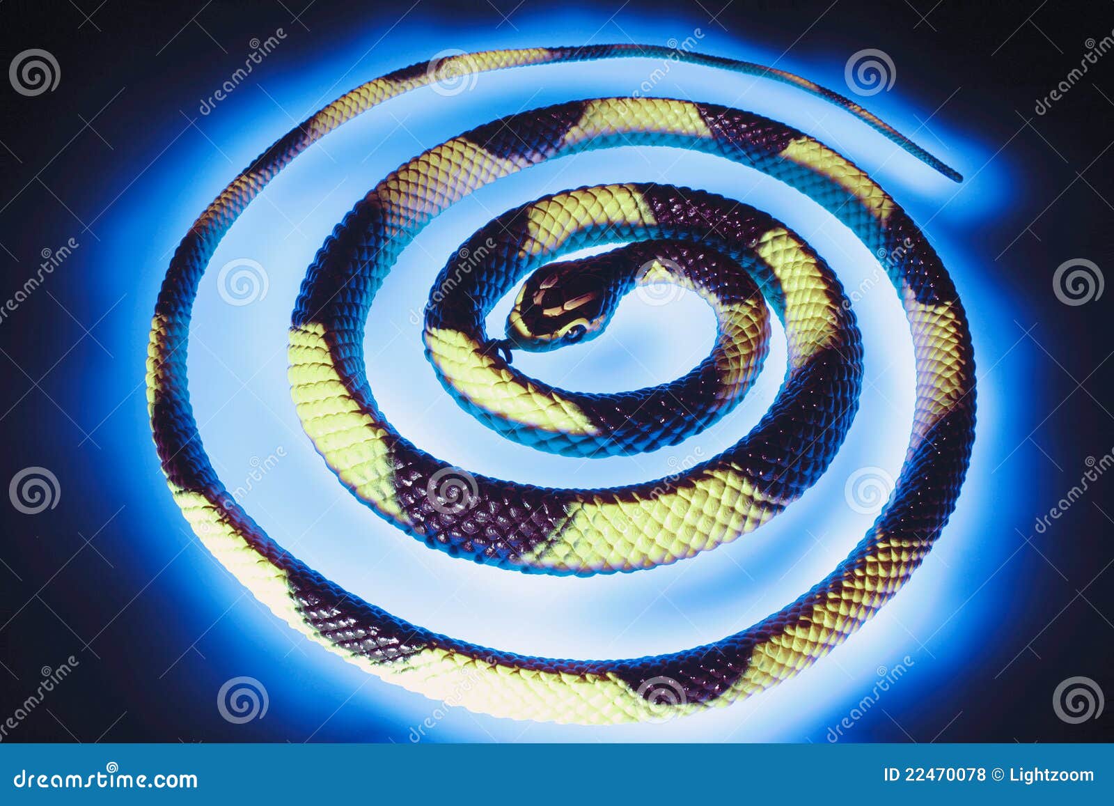 Rubber Snake stock photo. Image of danger, artificial 22470078