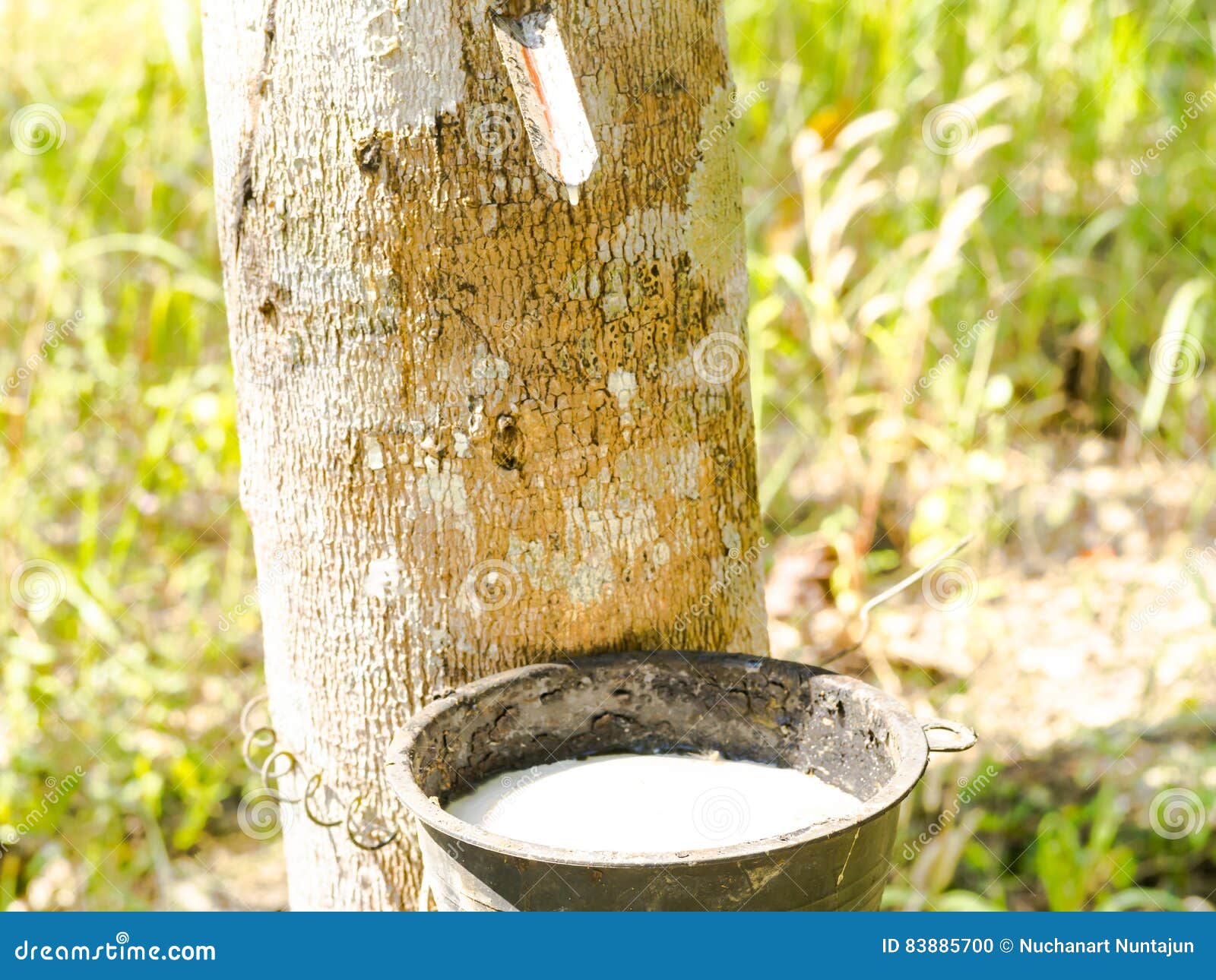 Rubber tapping. stock photo. Image of plantation, rubber 83885700