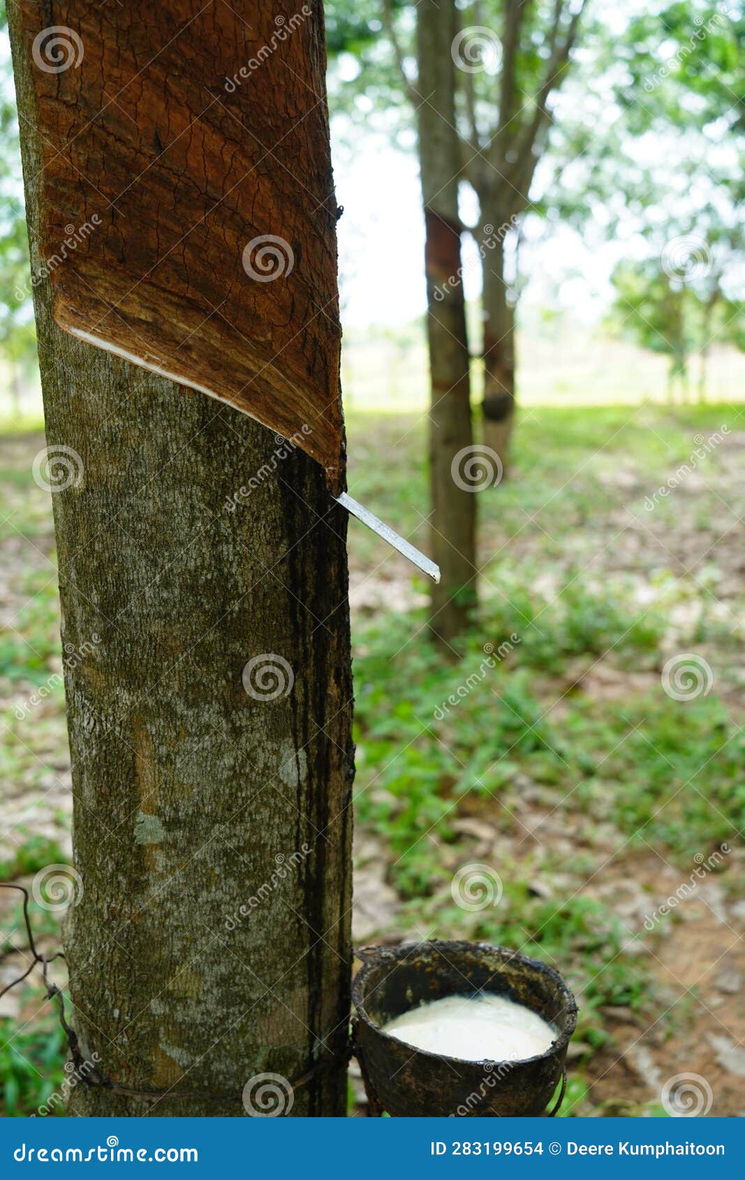 Rubber Tapping, Tapping Latex Rubber Tree, Rubber Latex Extracted from