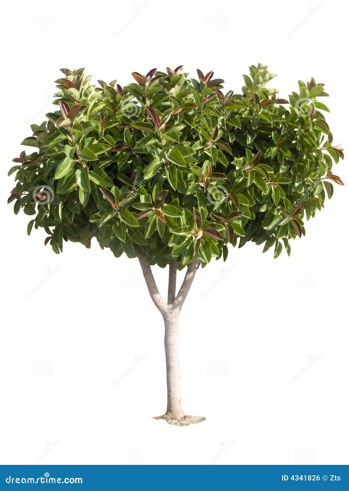 rubber tree