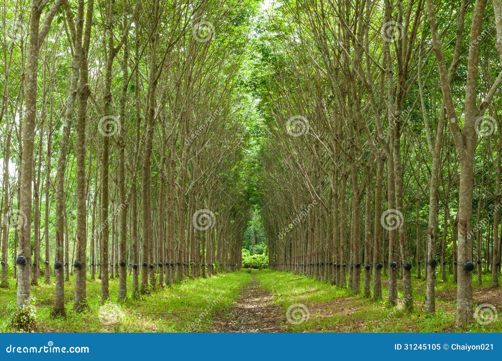 rubber tree background