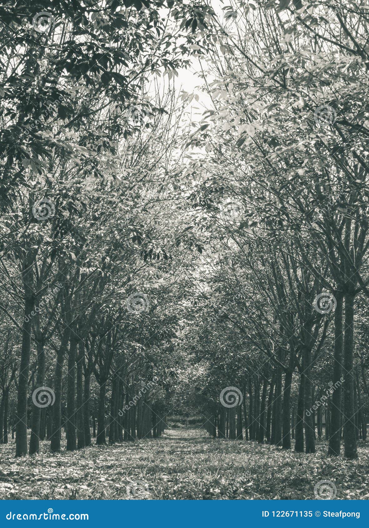 Rubber Tree in Rubber Forest Background Normal View Vertical Black White  Stock Image - Image of garden, parkland: 122671135