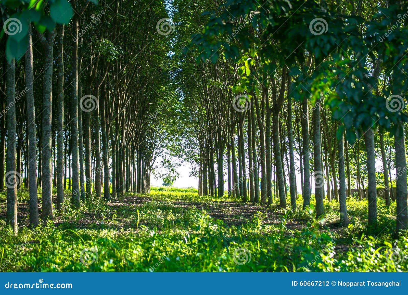 Rubber tree stock photo. Image of sunshine, beautiful 60667212
