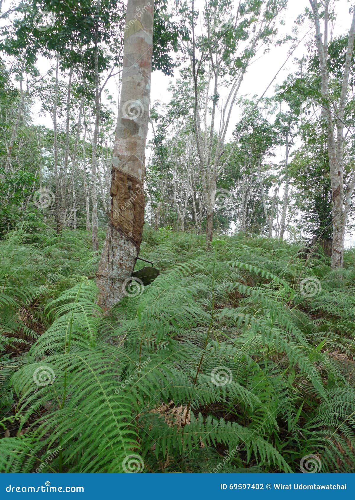 Rubber tree stock photo. Image of forest, flow, asia 69597402