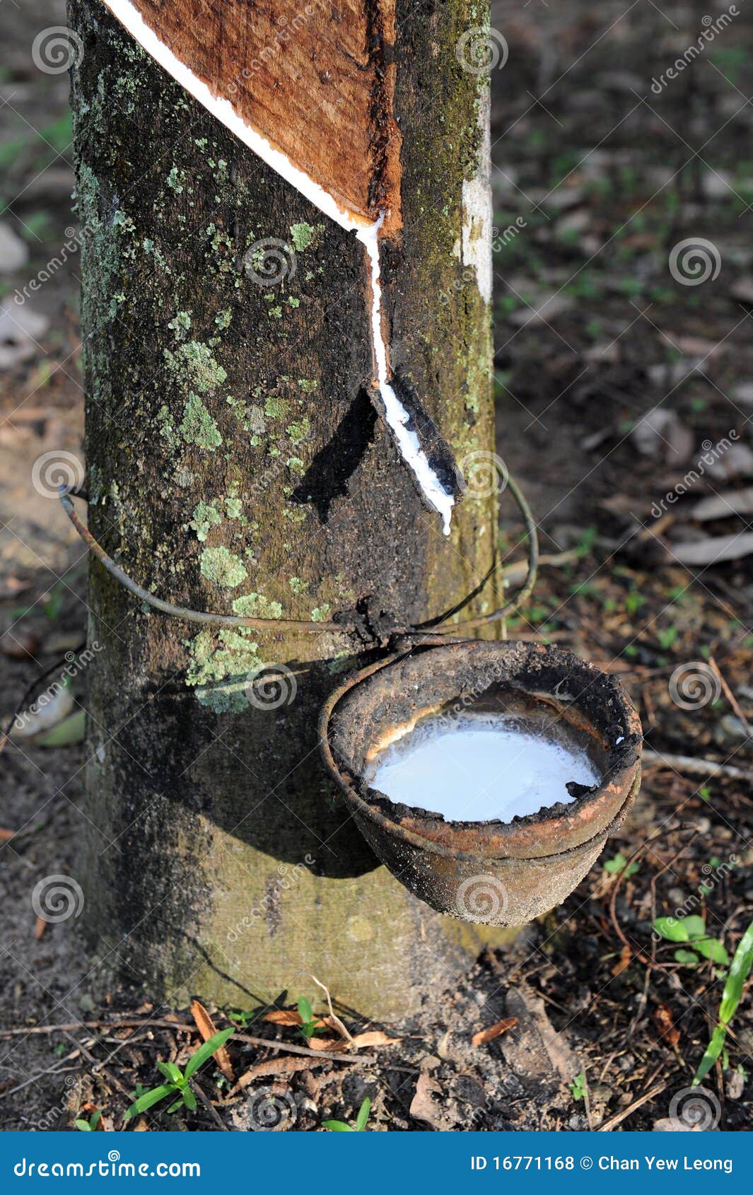 rubber tree and latex