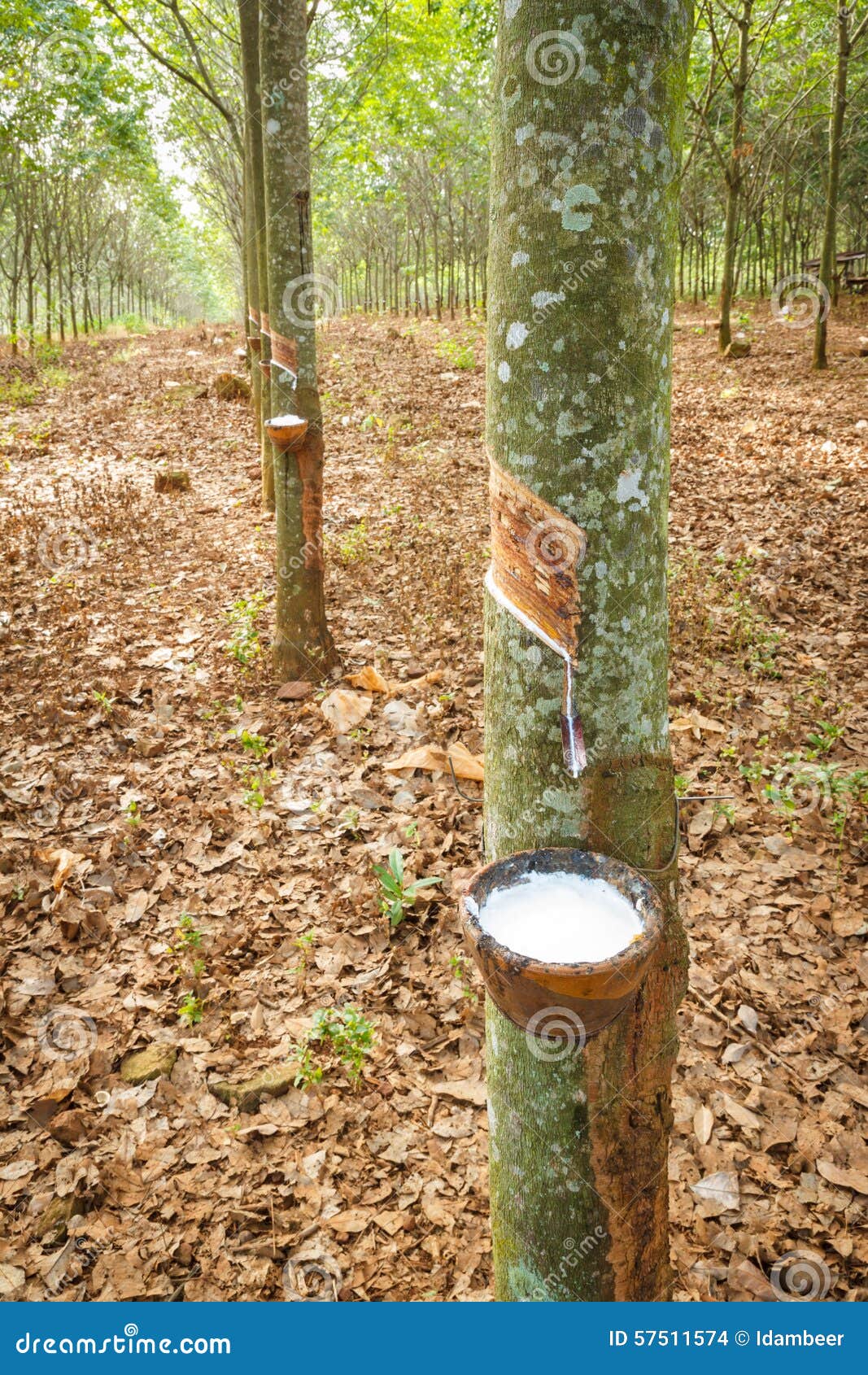 Rubber tree stock photo. Image of white, tropical, nature 57511574