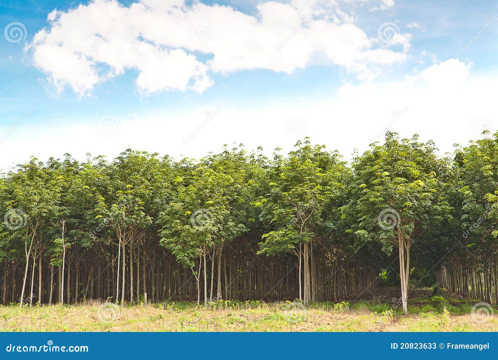 Rubber Tree and Plant Growth Stock Image Image of fresh, latex 20823633