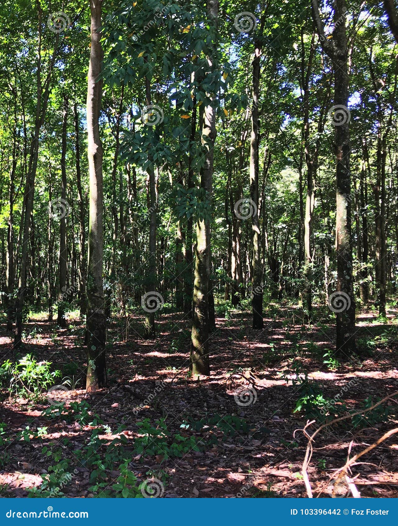 rubber tree plantation, fazenda, sao paulo stare brazil
