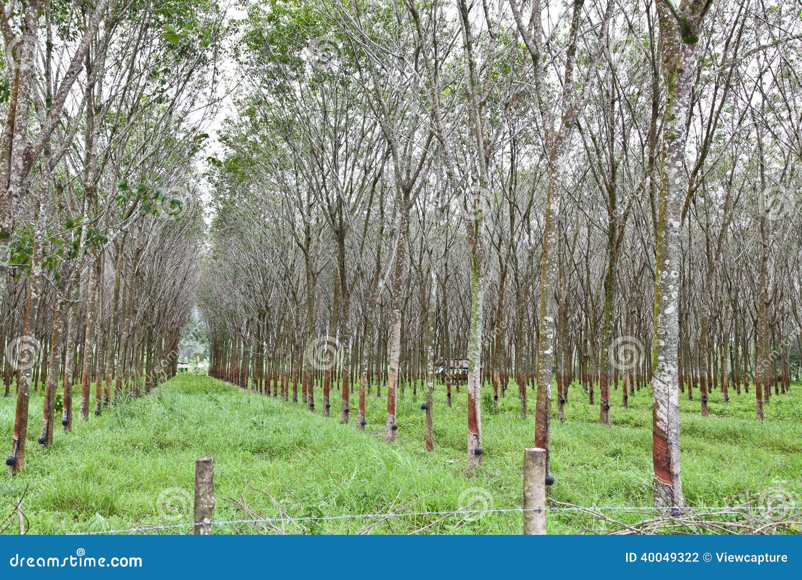 Rubber tree plantation stock photo. Image of phuket, drop 40049322